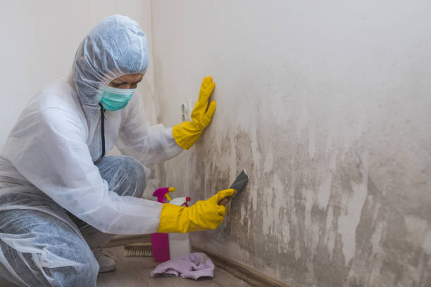 Best Mold Remediation for Specific Building Types in Clinton, UT