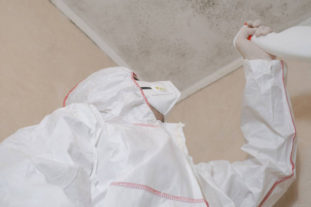 Best Attic Mold Remediation in Clinton, UT