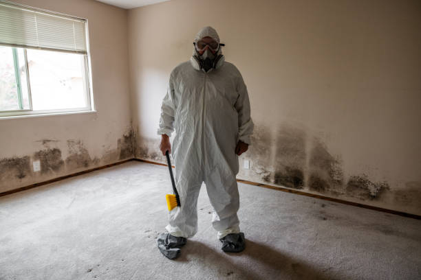 Best Basement Mold Remediation in Clinton, UT