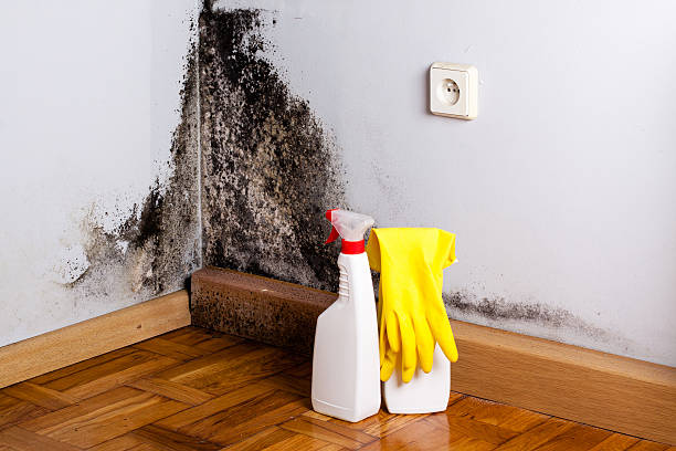 Best Post-Flood Mold Remediation in Clinton, UT